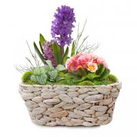 Корзинка с гиацинтом и примулой