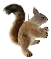 Фигурка подвесная Белка 33см 67580