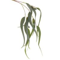 YJLWY Ветка искусственная Эвкалипт Николи 82см