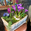 Ароматная корзина с яркими крокусами