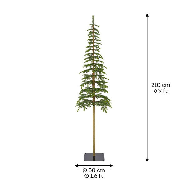 Ель узкая на стволе Альпийская 210см 680072