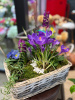 Ароматная корзина с яркими крокусами
