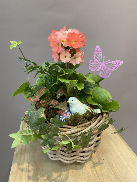 Композиция "Яркая примула"