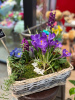 Ароматная корзина с яркими крокусами