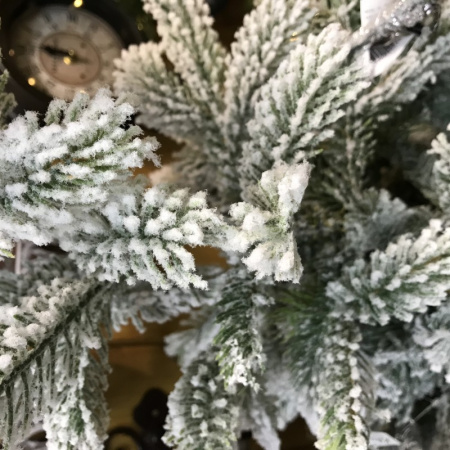 Ель Грандис в снегу 150см