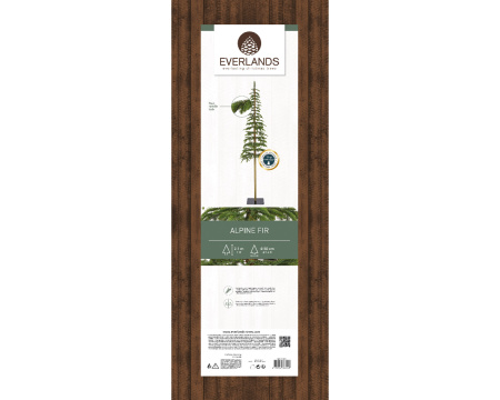 Ель узкая на стволе Альпийская 210см 680072