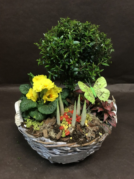 Мини-садик с Миртовым деревом